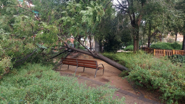 Arbre caigut a la plaça Taulí