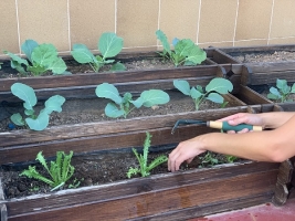 Viu el Vallès: Com posar en marxa un nou hort urbà i altres activitats del #BenvingutsaPagès
