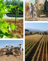 'Flor i Tavella' un documental dels sabadellencs Rafel Uyà i Josep Alavedra per reivindicar la mongeta del ganxet i la feina del pagès