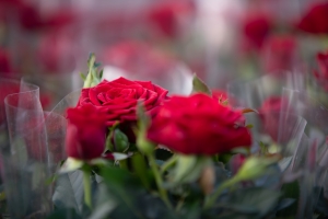 El Sant Jordi tornarà a l'ambient previ a la pandèmia | Roger Benet