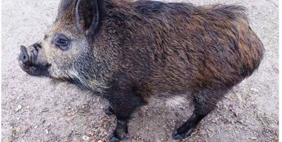 Un porc senglar a l'entorn de Sabadell | Arxiu