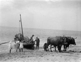 Uns bous tiren d'una barca de pesca, tipus llagut, per pujar-la a una platja. Caldes d'Estrac. Entre 1916 i 1919. Autora: Maria Codina Duran/ Arxiu Històric de Sabadell.