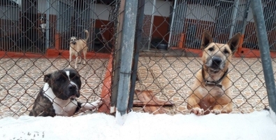 La protectora està molt plena i només pot assumir animals de Sabadell | Cedida