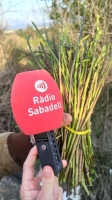 esparrecs