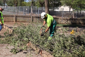 Retirada dels arbres caiguts/ Ajuntament de Sabadell