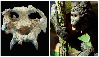 Pau, exemplar del Pierolapithecus catalaunicus (Museu de l'ICP)