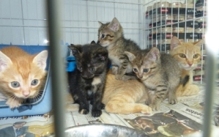 La Llei de benestar animal s'ha aprovat al Consell de Ministres i ara haurà de fer els tràmits parlamentaris | Arxiu