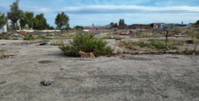 L'Ajuntament ja ha trobat un nou emplaçament pels gats que malviuen al Solar dels gats | Pau Duran