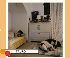 En Tauro a la seva casa d'acollida