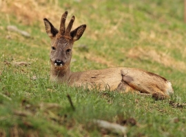 A l'Espai Natura ha detectat ja la presència d'aquest animal a l'entorn de la Masia de Can Deu | Cedida