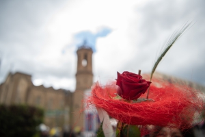 Una rosa, amb Sant Fèlix de fons/ Roger Benet