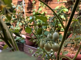 Imatge de l'hort de l'Ester Casanovas