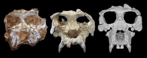 L'IPC i l'American Museu of Natural History han reconstruït la cara del Pierolapitecus Catalaunicus, el Pau | Cedida