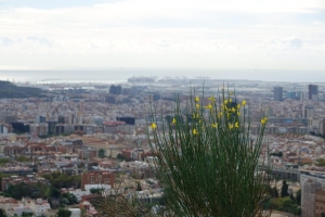 Un estudi del CREAF alerta que l'increment de temperatures està tenint conseqüència en les plantes | CREAF