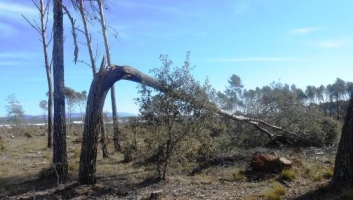 Les ventades van afectar un 80% dels arbres del bosc de Can Deu | Arxiu