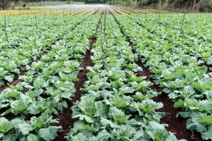 Gener: aquests són els aliments que pots plantar aquest mes