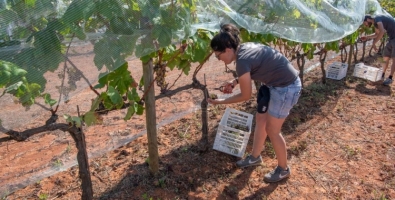 Una persona treballant la vinya del Parc Agrari | Ràdio Sabadell