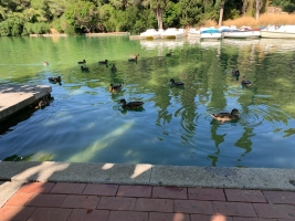 Els ànecs del Parc Catalunya abans del buidatge del llac