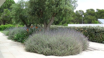 Un jardí mediterrani | Pexels