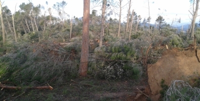 Arbres caiguts al bosc de Can Deu per les ventades del 2014 | Espai Natura