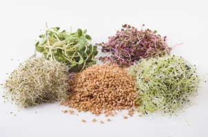 Germinats