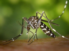 Mosquit